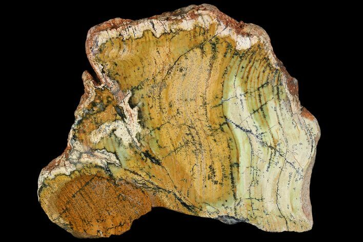 Strelley Pool Stromatolite - Billion Years Old #92652